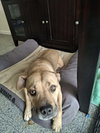 Josie