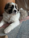 Evie
