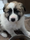 Evie