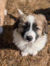Evie