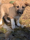Mara