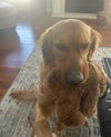 Bax