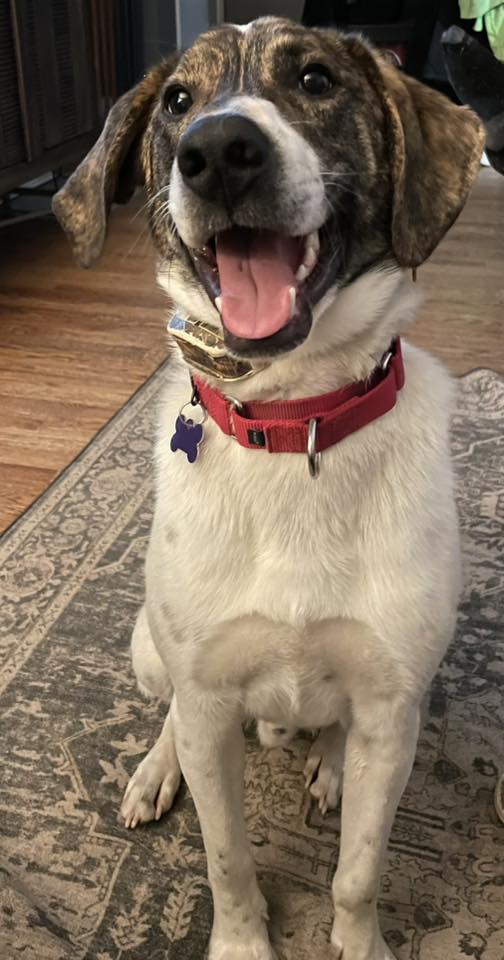 Beagle
