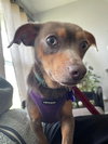 Baby Stitch