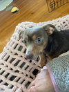 Baby Stitch