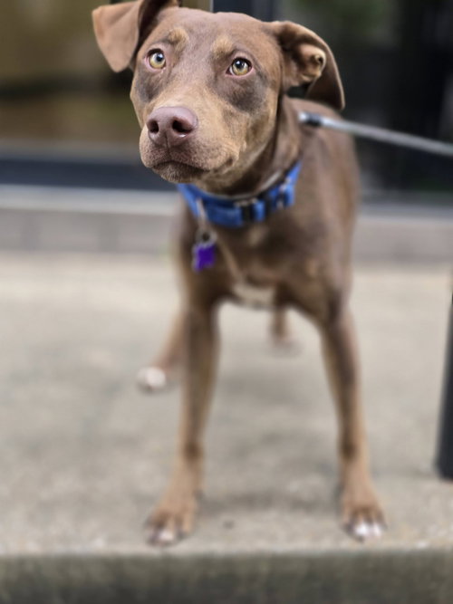 Travers, an adoptable Labrador Retriever in St. Louis, MO
