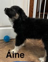 Aine