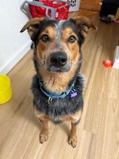 Elmo, an adoptable Australian Cattle Dog in St. Louis, MO