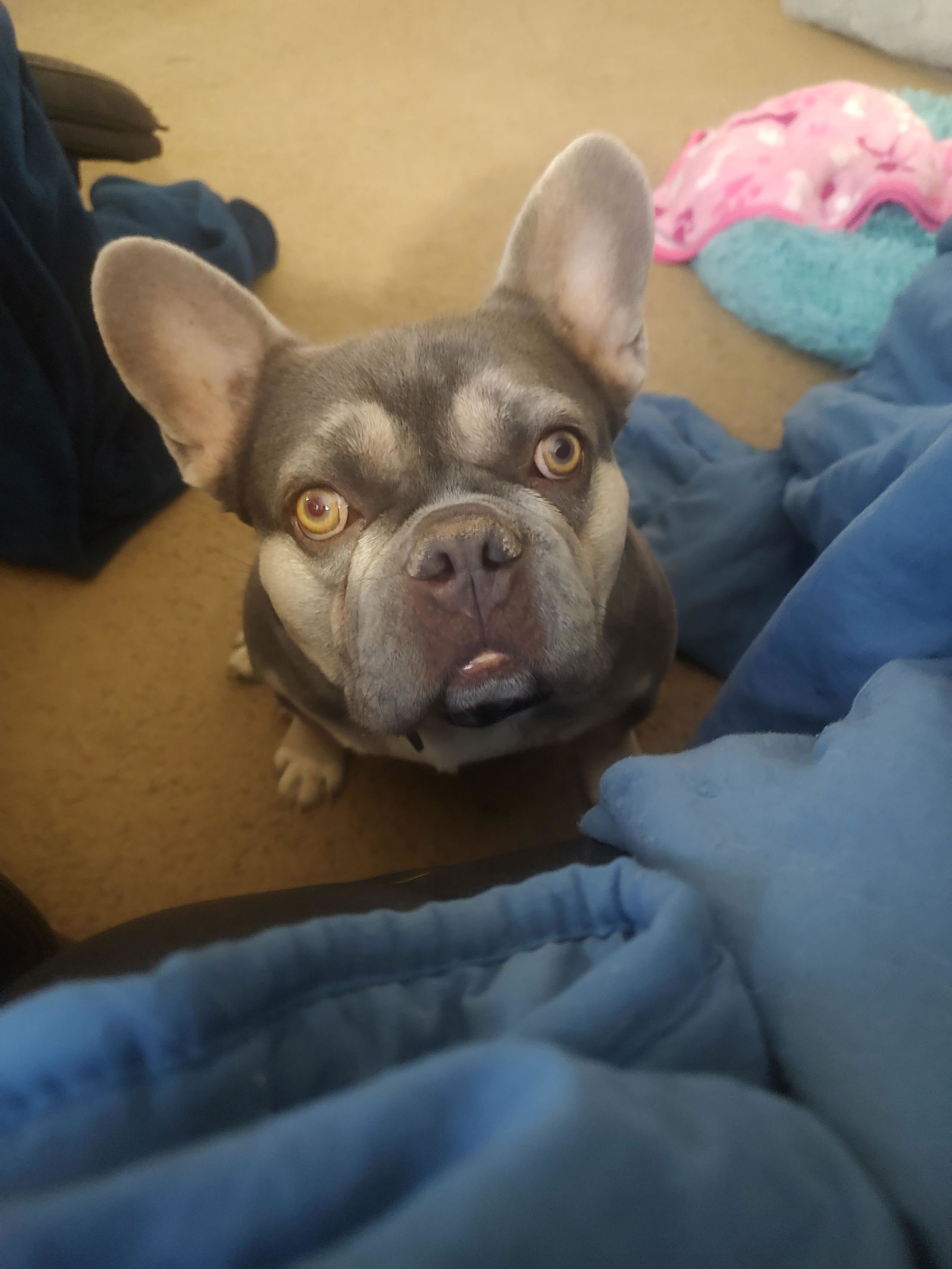 French Bulldog