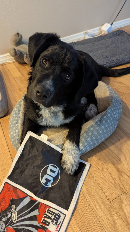 Storm, an adoptable Shepherd in St. Louis, MO