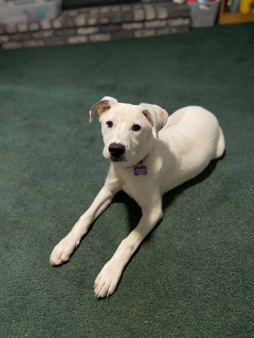 Raphael, an adoptable Staffordshire Bull Terrier in St. Louis, MO