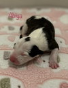 Abiya