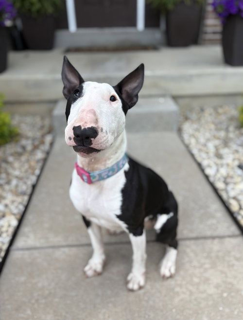 Abiya, an adoptable Bull Terrier in St. Louis, MO