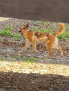 Pixel