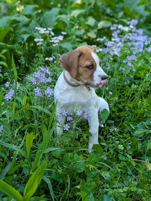 Spork, an adoptable Beagle in St. Louis, MO