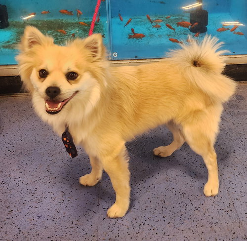 Hudson, an adoptable Chihuahua in St. Louis, MO