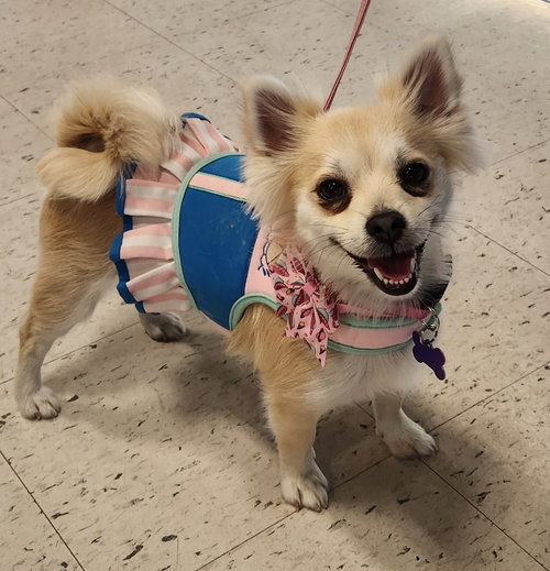Roseanne, an adoptable Chihuahua in St. Louis, MO