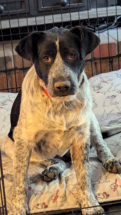 Ash, an adoptable Shepherd in St. Louis, MO