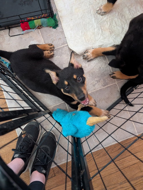 Seeger, an adoptable German Shepherd Dog in St. Louis, MO