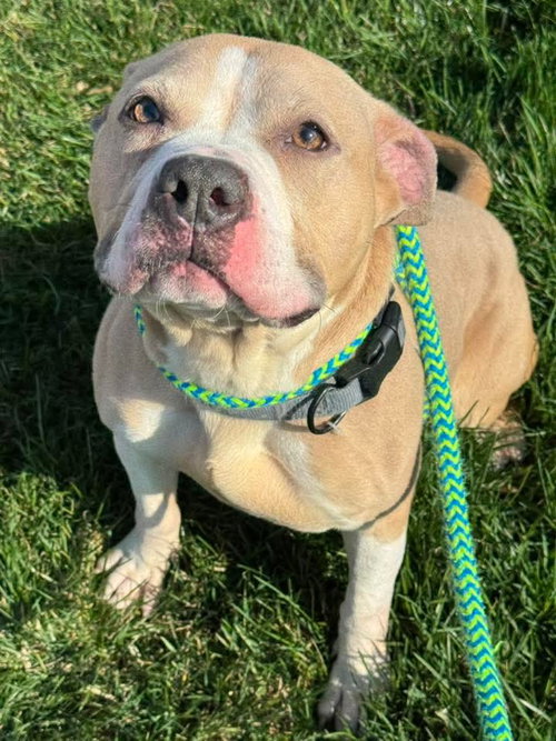 Brada, an adoptable Terrier in St. Louis, MO