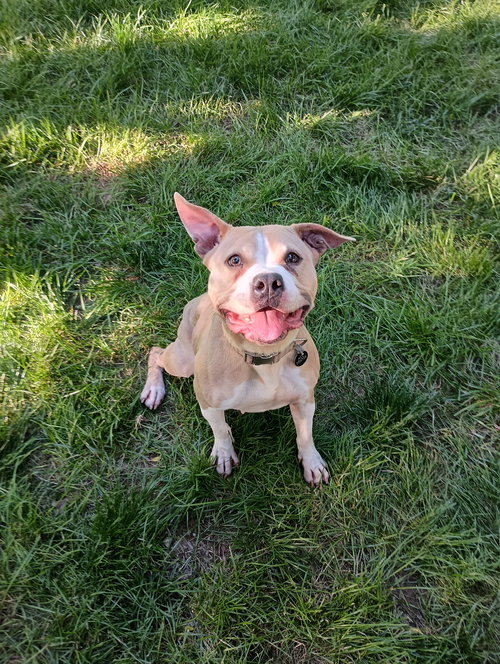 Brada, an adoptable Terrier in St. Louis, MO