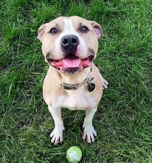Brada, an adoptable Terrier in St. Louis, MO