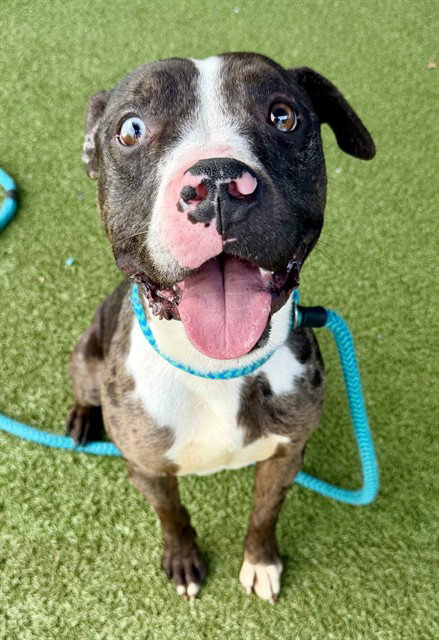 Levi, an adoptable Terrier in St. Louis, MO
