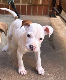 Willow, an adoptable Boxer in St. Louis, MO