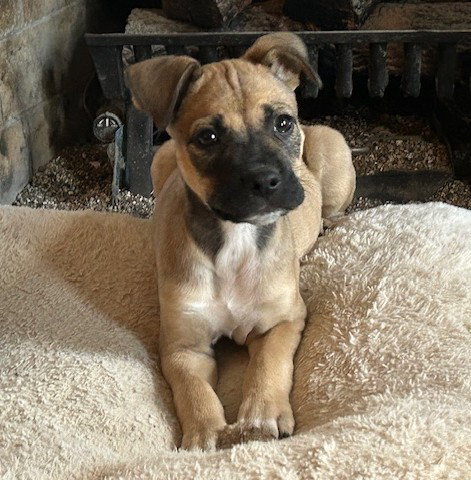 Spruce, an adoptable Boxer in St. Louis, MO
