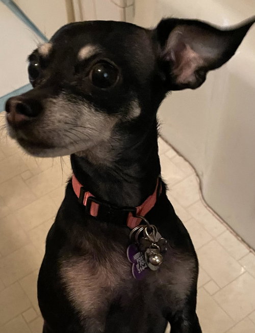 Thelma, an adoptable Chihuahua in St. Louis, MO