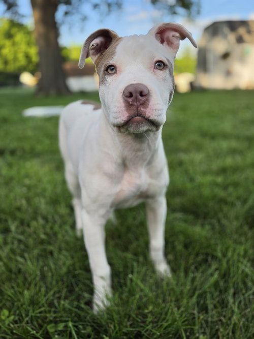 Elowen, an adoptable Terrier in St. Louis, MO