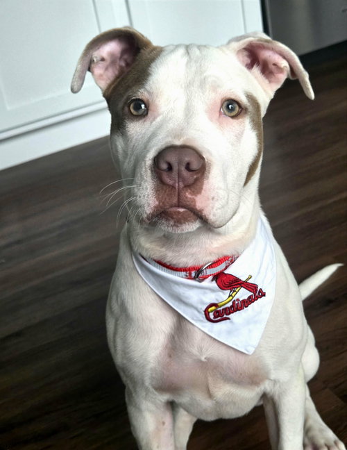 Elowen, an adoptable Terrier in St. Louis, MO