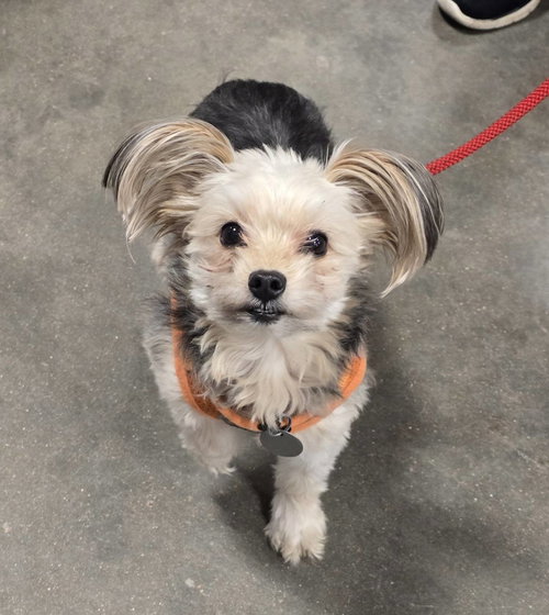 Yoche, an adoptable Chihuahua in St. Louis, MO