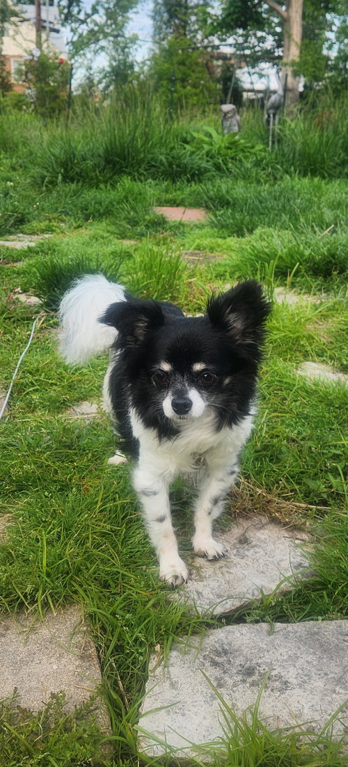 Jinnie, an adoptable Chihuahua in St. Louis, MO