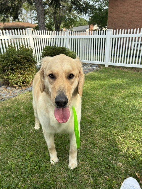 Joshua, an adoptable Golden Retriever in St. Louis, MO