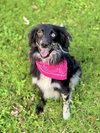 Chevy