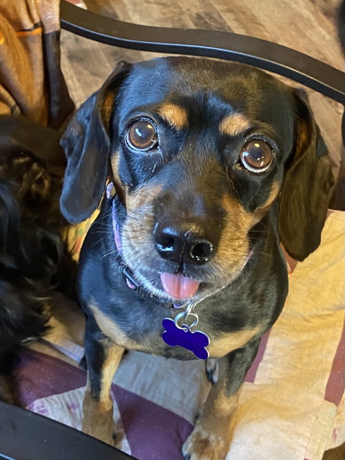 Karen, an adoptable Hound in St. Louis, MO