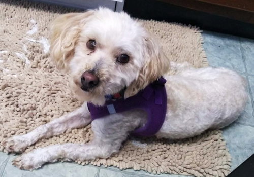 Saturn "Mellow Fellow", an adoptable Poodle in St. Louis, MO