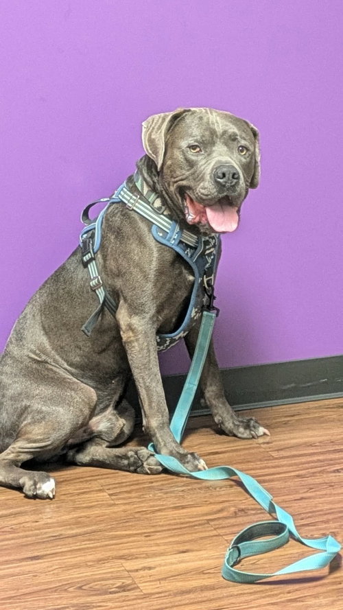 Cellar, an adoptable Cane Corso Mastiff in St. Louis, MO