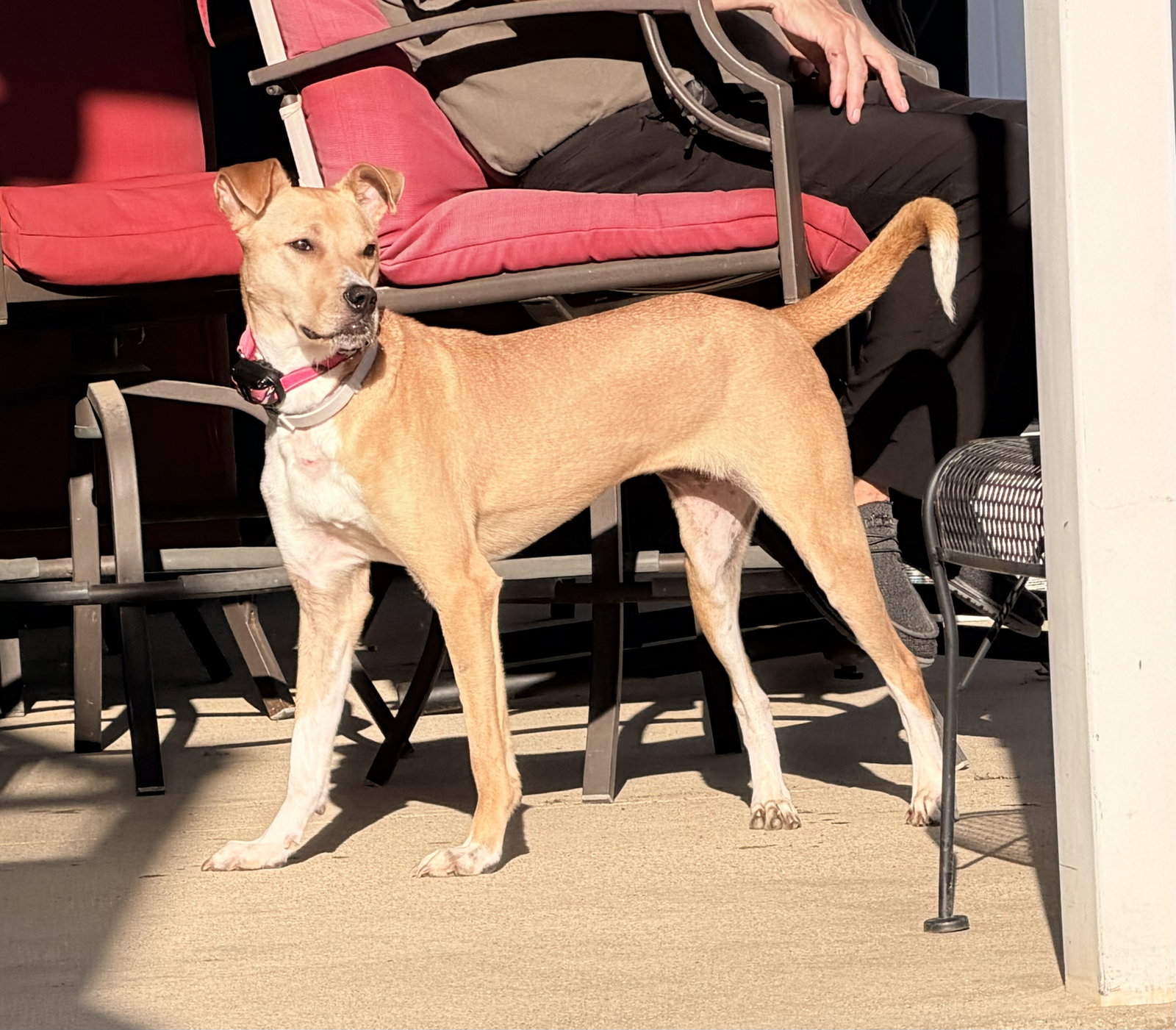 Rosie, photo 4