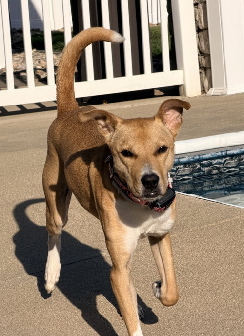 Rosie