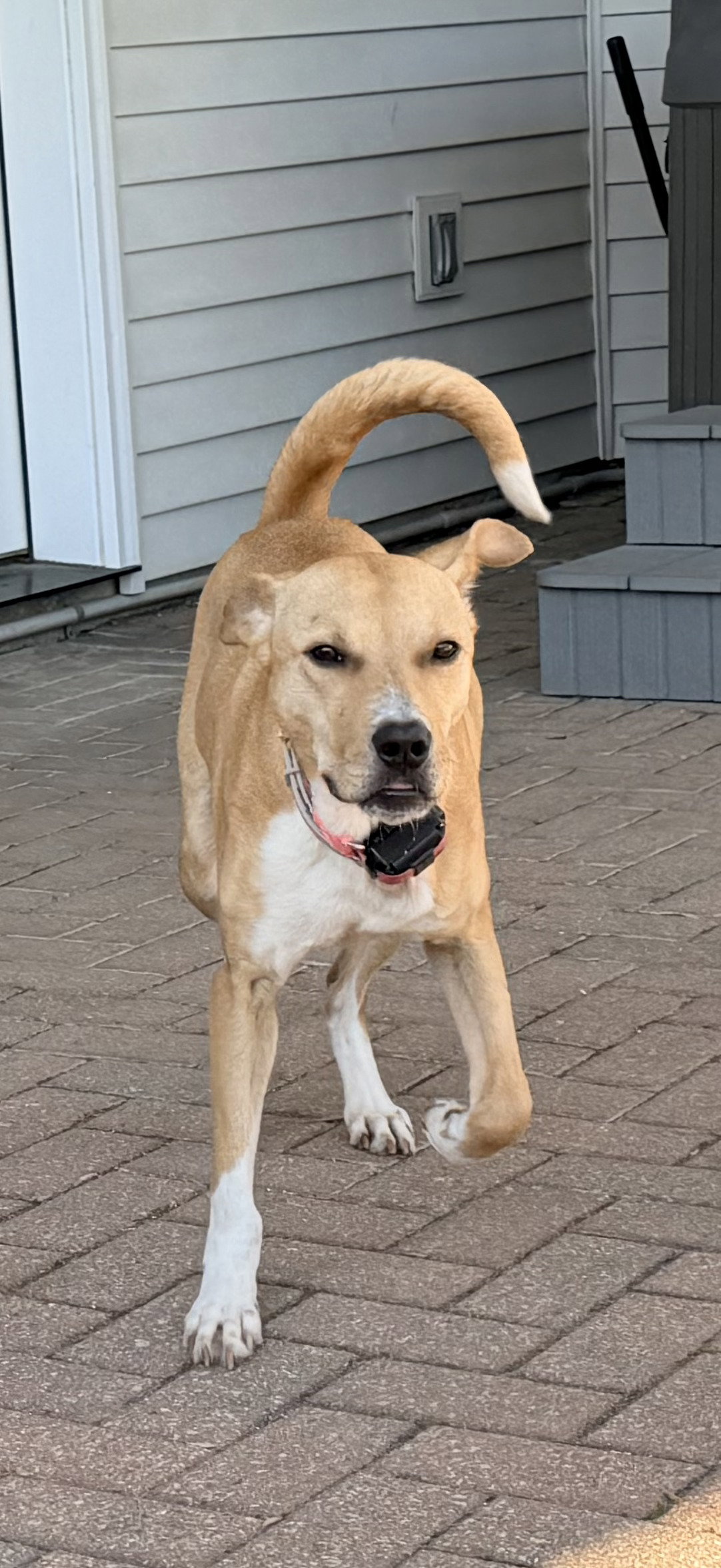 Rosie, photo 5