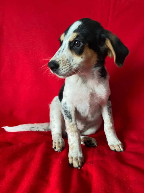 Branch, an adoptable Australian Cattle Dog in St. Louis, MO
