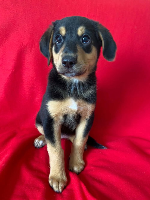 Prairie, an adoptable Australian Cattle Dog in St. Louis, MO