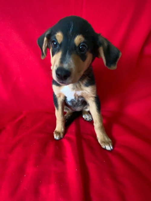 Lake, an adoptable Australian Cattle Dog in St. Louis, MO