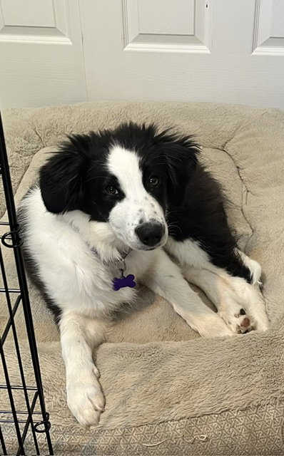 Astrid, an adoptable Border Collie in St. Louis, MO