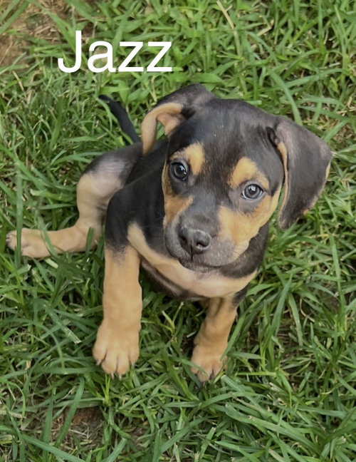 Jazz