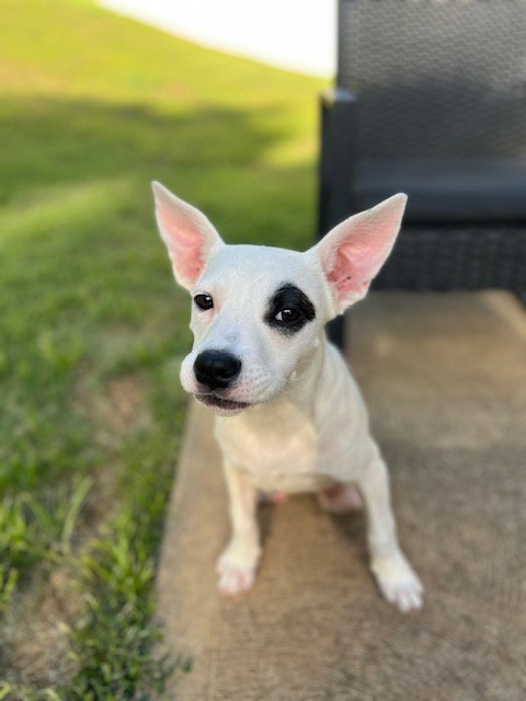 Silas