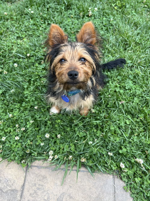 Milo