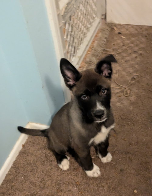 Steele, an adoptable Border Collie in St. Louis, MO